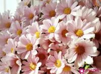 雏菊花语是什么