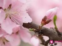 桃花劫是什么意思