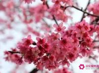 桃花煞是什么意思及怎么化解桃花煞