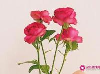 表白最浪漫的话短句