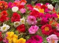 鲜花花语经典句子朋友圈