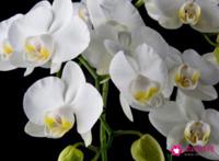 蝴蝶兰的花语是什么