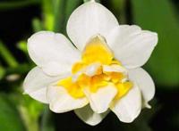 水仙花养殖方法