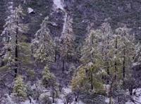 表达下雪了的经典的说说