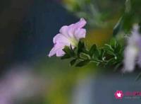 分手后哪种女人是无法挽回的