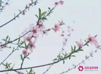 徐志摩最惊艳的情话