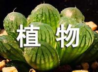 纯植物的护肤品排行榜前十名
