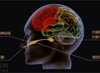 费洛蒙香水有用吗?费洛蒙香水正品价格