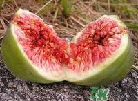 无花果可以治痔疮吗?无花果治痔疮的方法介绍