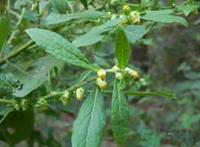 鹿活草是什么?鹿活草功效作用