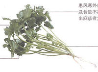 香菜怎么吃功效最好?醒脾壮阳