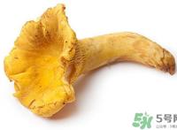 鸡油菌多少钱一斤？鸡油菌和鸡枞菌有什么区别