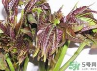 香椿芽的营养价值_香椿芽的功效与作用及食用方法