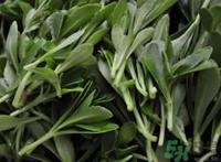 救心菜的营养价值 救心菜的功效与作用及食用方法
