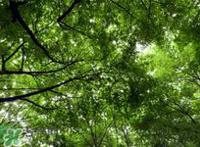 植树节是几月几日？2017植树节是哪一天？