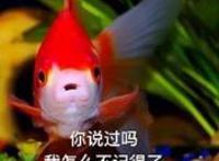 金鱼系男朋友，能否胜任男朋友职位需要商榷！