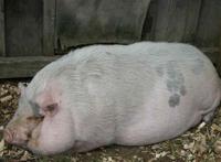 猪可以为爱付出的,你们可以吗？