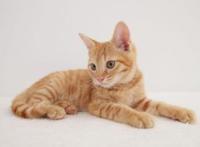 男子被猫抓伤死亡，被温血动物所伤一定不能大意