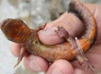 男子捕获怪鱼竟是火龙，皮肤黑而光滑腹部为红色