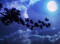 有可能的夜晚，由她去爱我！