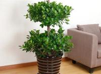 十大最旺宅的植物：松柏上榜，第四寓意平平安安