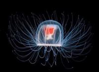 寿命最长的海洋生物排名，海龟只能排最后，第一名能长生