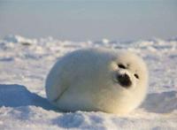 世界十大可爱的动物 安哥拉兔像毛球，第七性格超调皮但惹人爱