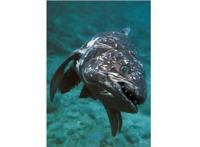 世界十大古老鱼类 这些海底活化石，你认识吗