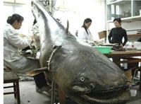 世界最凶猛的十大淡水鱼 第一能咬断人的手指，第五力大无穷