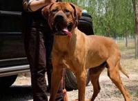 世界十大名犬排行榜 这些狗都很有名价格很高