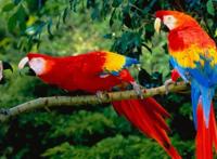 全球十大鹦鹉排行榜 红金刚鹦鹉最受欢迎，每一个颜值都超高