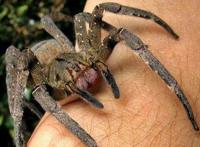 世界十大毒蜘蛛 第四名叫黑寡妇，第一极具攻击性