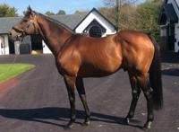 世界十大名马 纯血马位列第一，价值千万美金