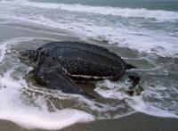 世界十大最凶猛的乌龟 棱皮海龟排第一，体重达900公斤
