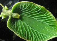 世界十大不可思议的生物 第三名可以永生不死，第二外形怪异