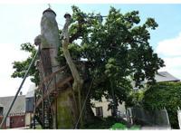 世界十大奇怪的树 不可思议的奇葩植物，你见过吗