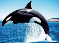 世界十大最凶猛动物 河马一口能咬死鳄鱼，猎人最怕巨型野猪