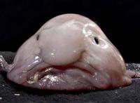 世界上最稀奇的十种生物：梦海鼠上榜 海洋里奇特的生物最多