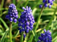 世界十大最香的植物排名 迷迭香上榜,第一是风信子