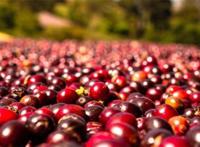 世界十大咖啡豆品牌：巴西咖啡豆上榜，第二是世界最贵咖啡豆