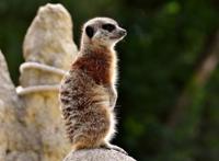 盘点蛇类的十大天敌，食蛇蛙上榜，第二被称为平头哥