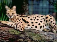 世界上十大最贵的猫 第一价格高达61万人民币