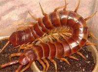 世界十大巨型蜈蚣 少棘蜈蚣你一定见过,看见哈氏蜈蚣请绕道