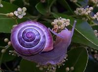 世界十大奇特紫色动物 紫色海蜗牛善于伪装性别会变化