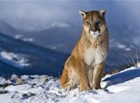 中型猫科动物实力排名 美洲狮相当危险非洲金猫会猎杀家禽