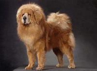 世界十大最贵的狗 藏獒的价格可以抵得上北京二环的房价了