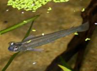 世界十大最奇葩的观赏鱼 喷火鱼上榜，第五有“闪电侠”之称