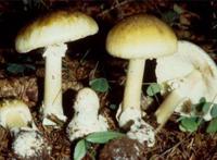 世界十大致命毒蘑菇：焦脚菌上榜，死亡帽毒性最大