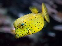 世界七大最萌的鱼 五脚虎像一个行走的表情包翻车鱼体型大