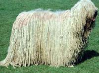 中国家禁养的26种狗，中华田园犬上榜，你都知道吗